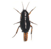 hamamböceği ilaçlama